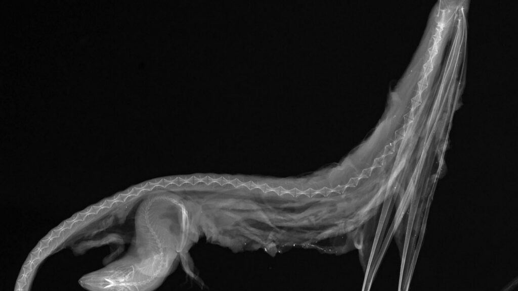 A Gulper Eel