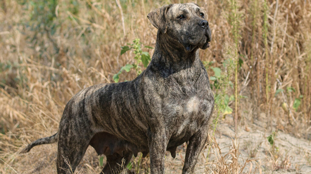 The majestic Perro de Presa Canario