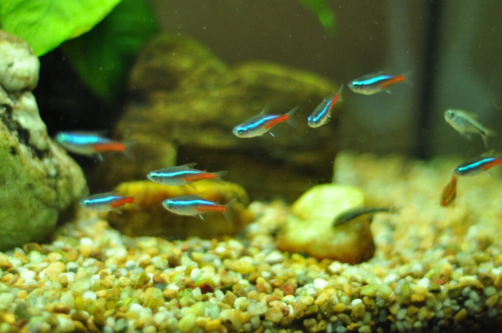 Neon Tetras in an Aquarium