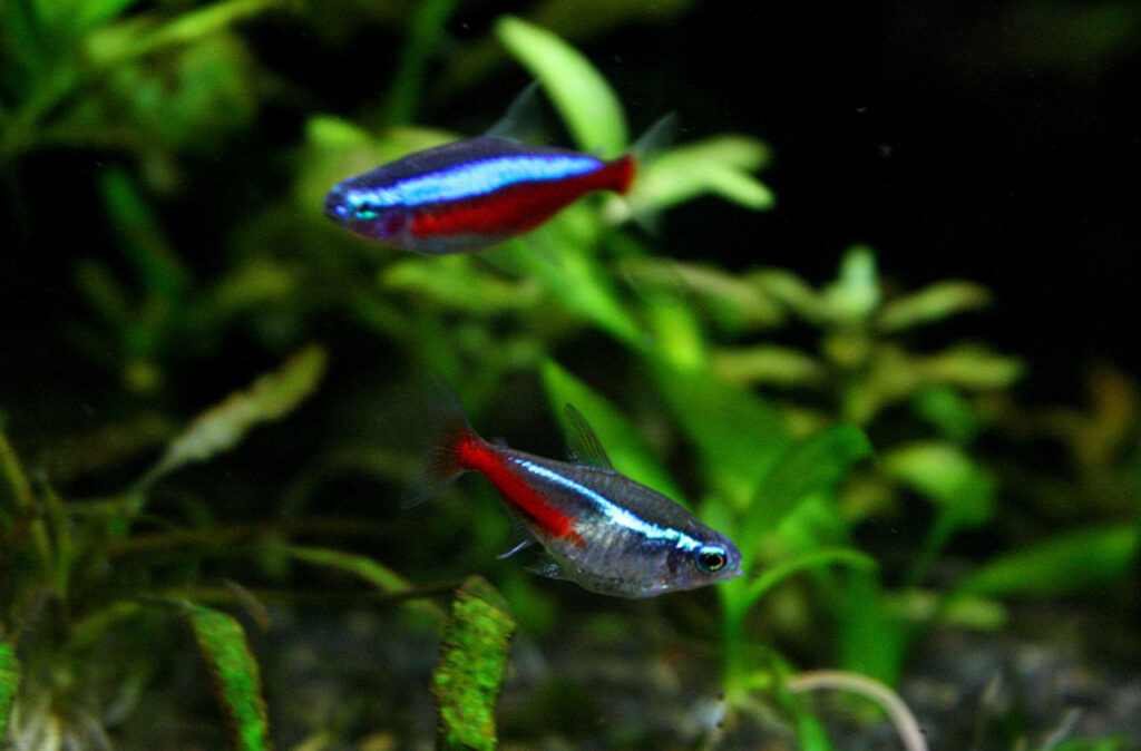 A couple of Neon Tetras