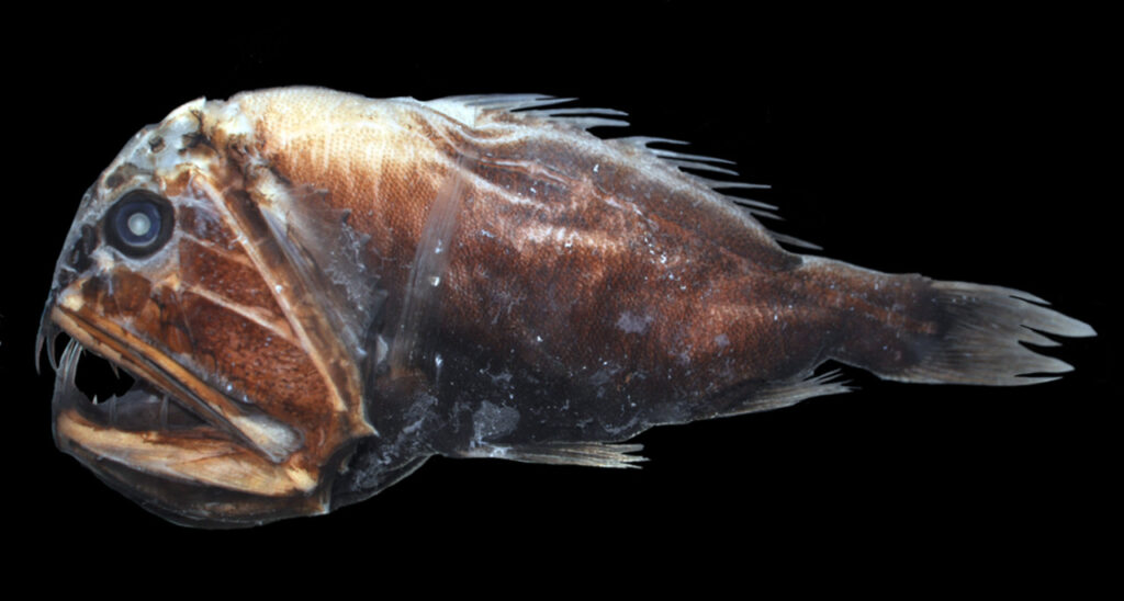 A Fangtooth fish