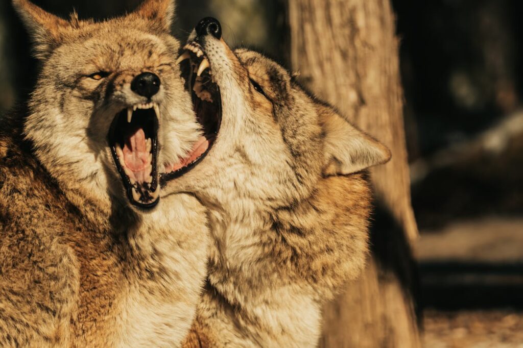 Close-up of Two Coyotes Growling in the Wild