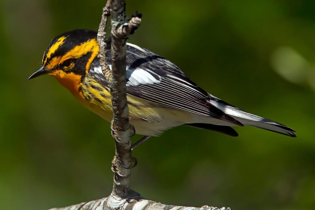 A Colorful Warbler