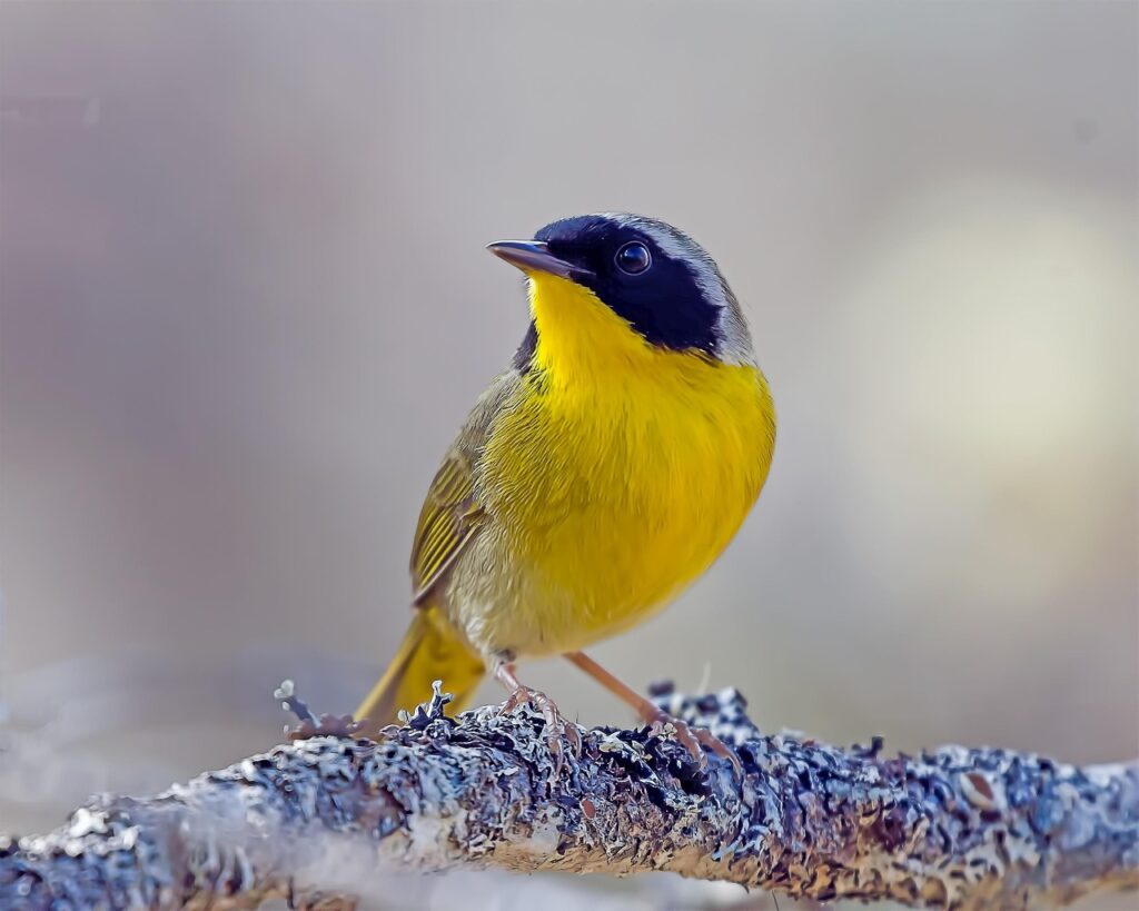 A Yellowthroat Warbler