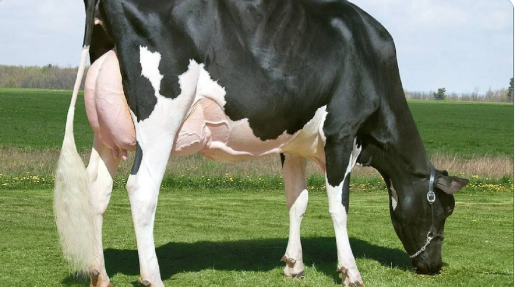 missy cow