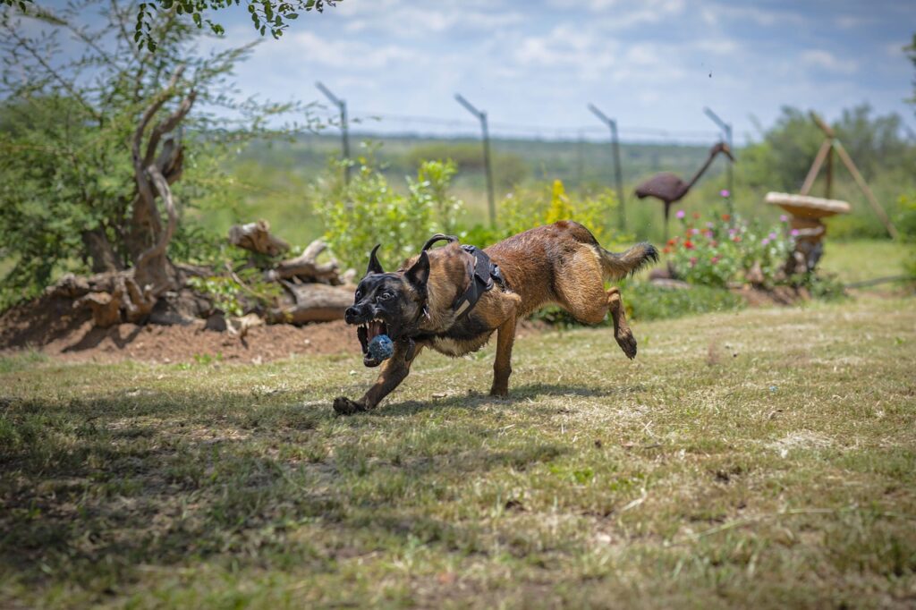 A Fierce Belgian Malinois