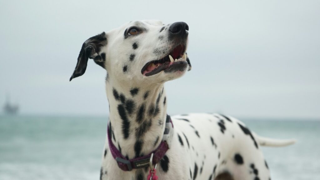 Dalmation dog