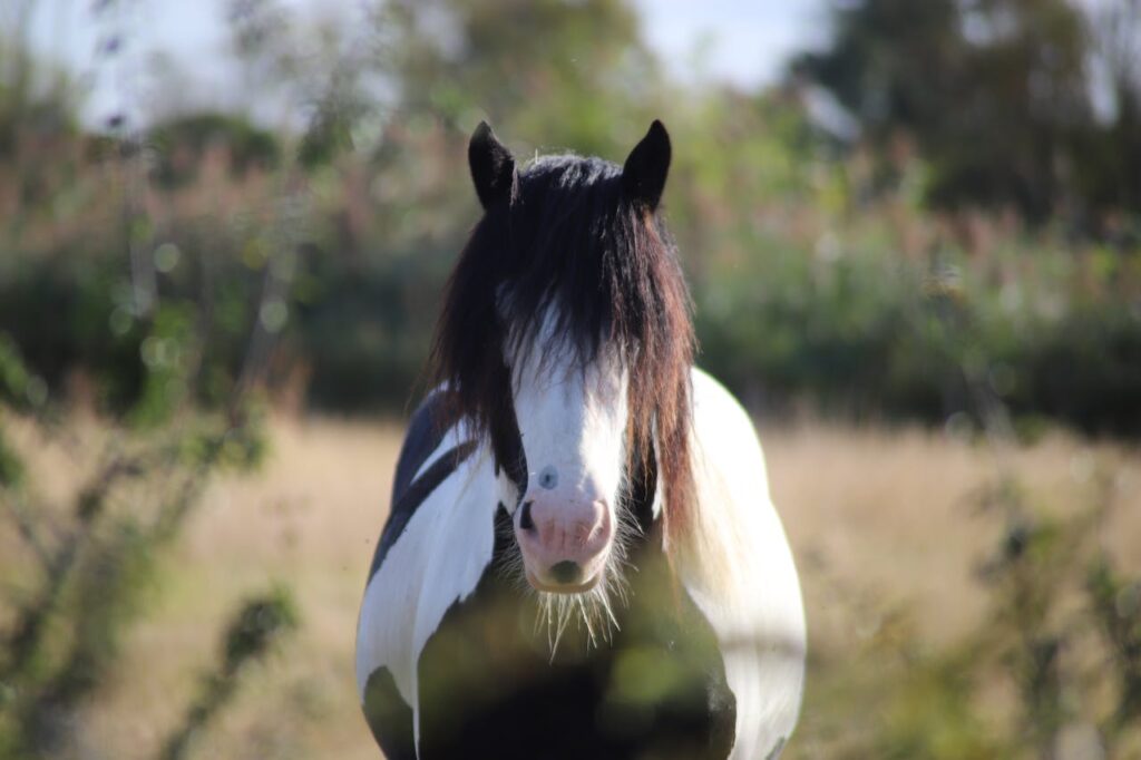 Irish Cob