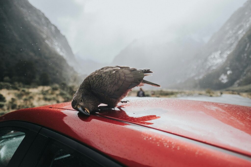 Kea parrot
