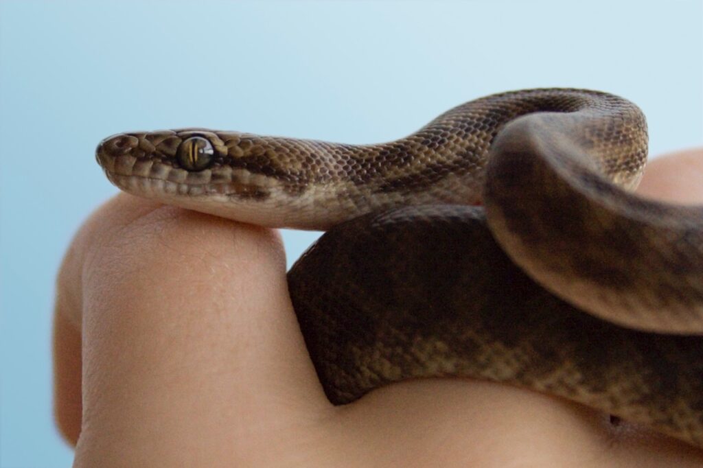 Children's Python