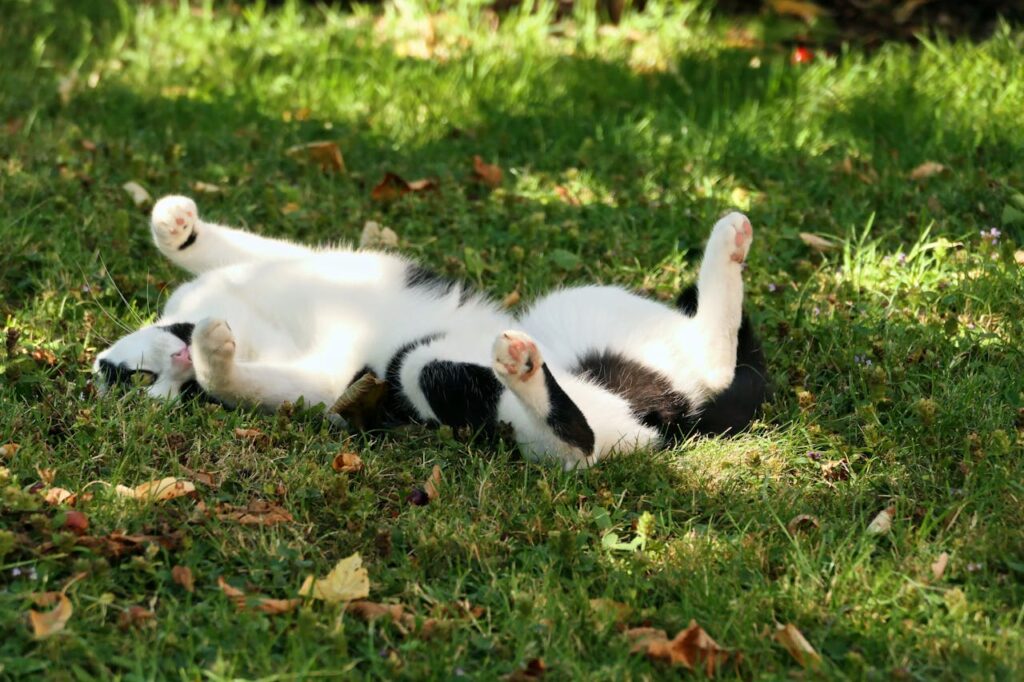 Cat roll on grass