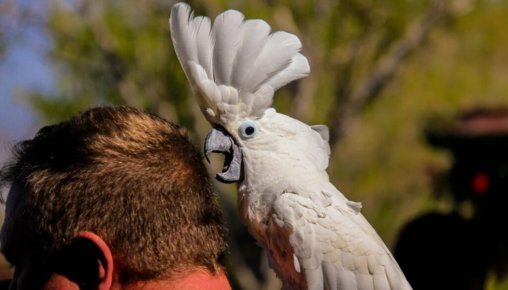 Playing with White Cockatoo parrot