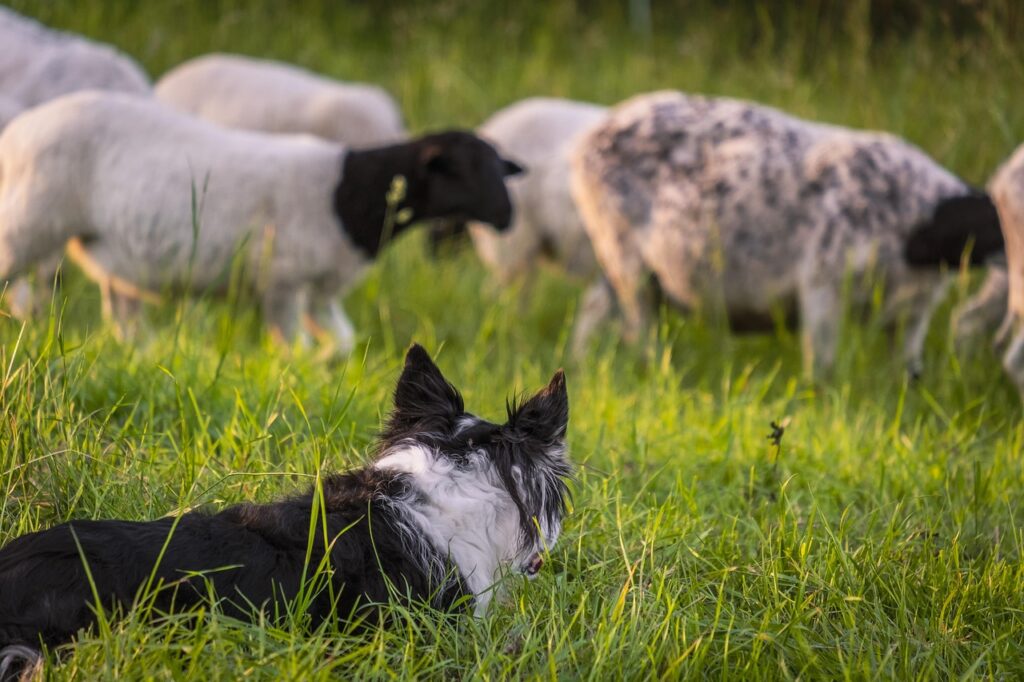 A Border Collie watching over livestock