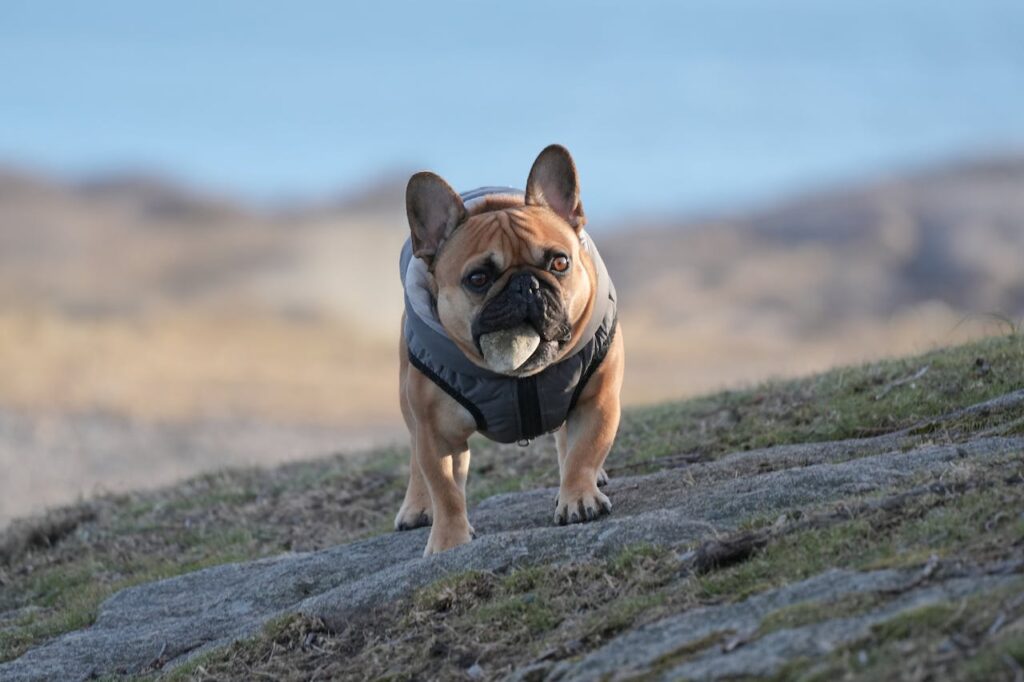 Dog Collecting Stones