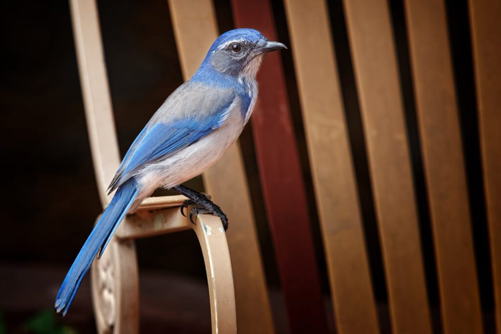 Western Scrub Jay bird