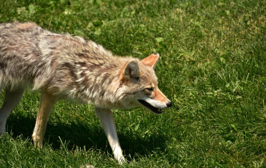 Coyote