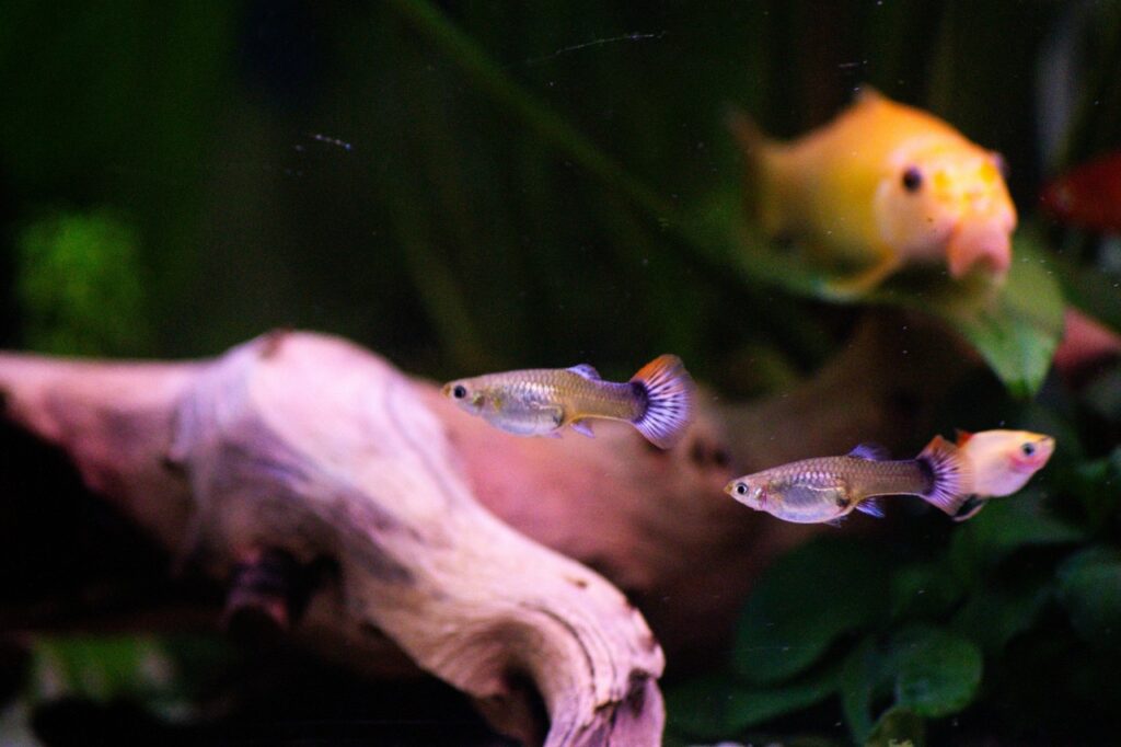 Guppies