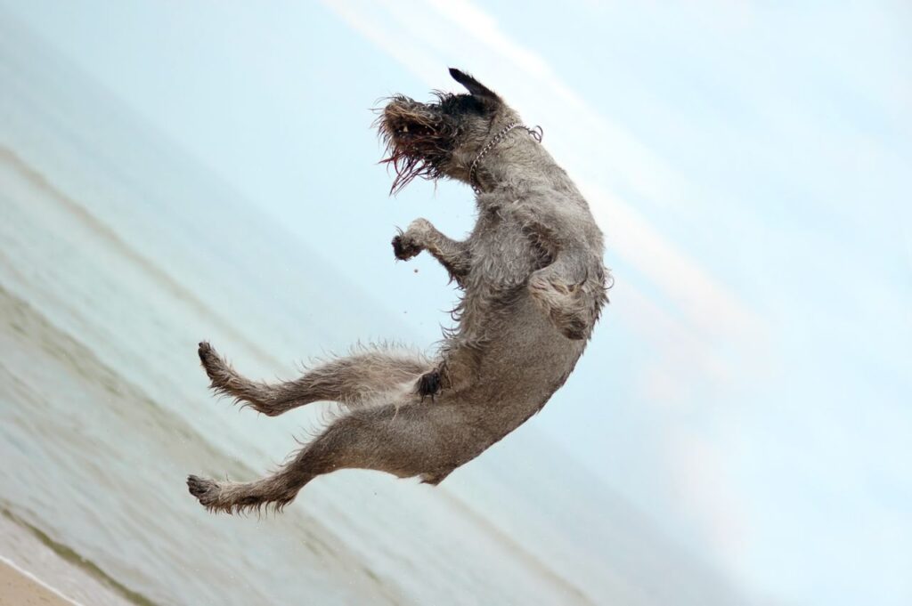 Dog Chasing Tail