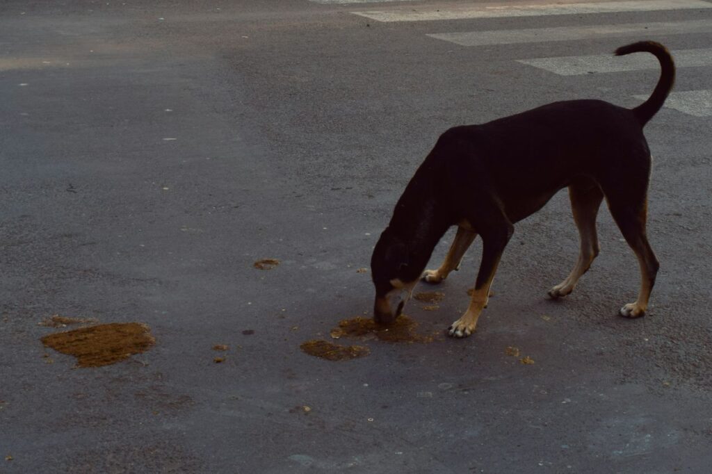 Dog Eating Poop