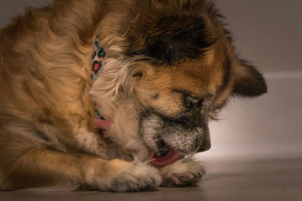 Dog licking and biting itself
