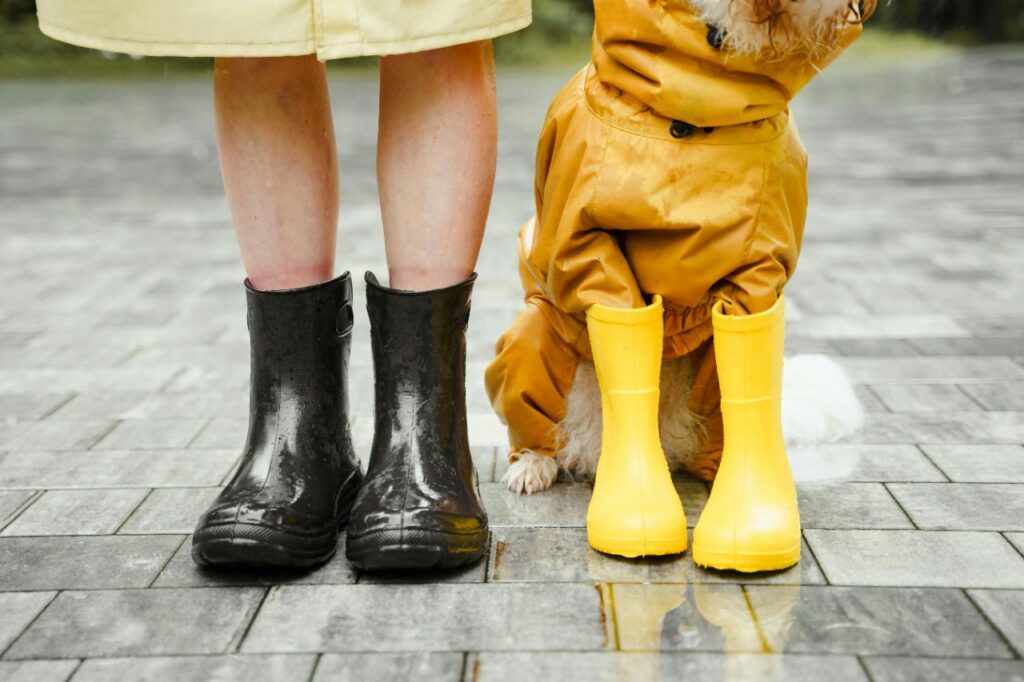 Dog wearing boots