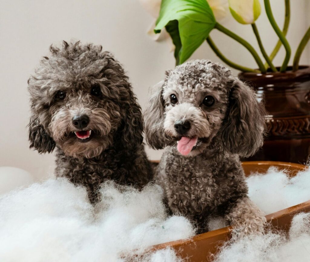 Dogs Bathing