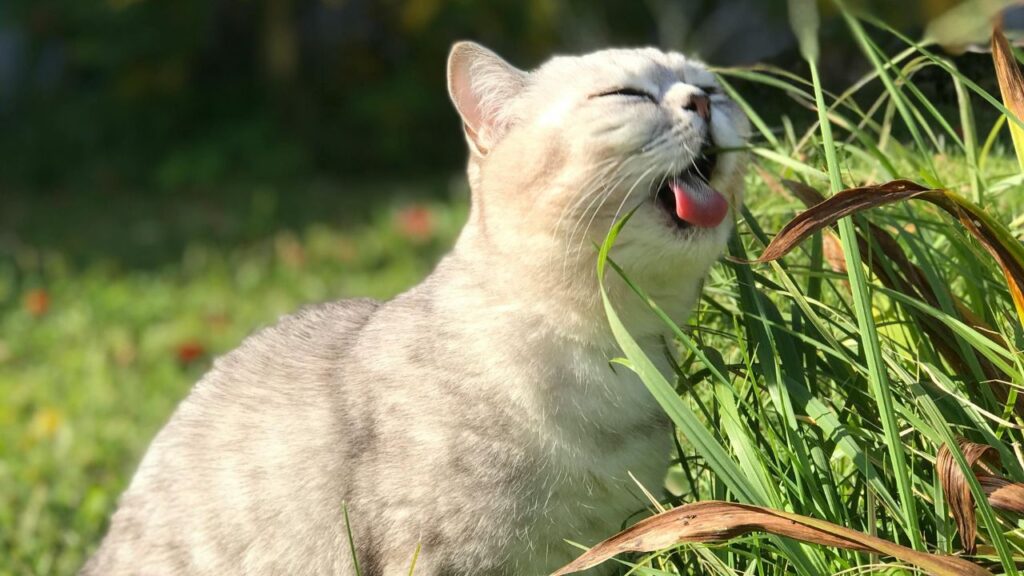 Cat eating grass