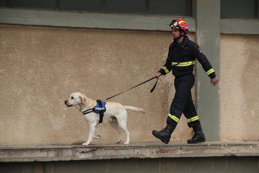 Labrador Retriever on rescue