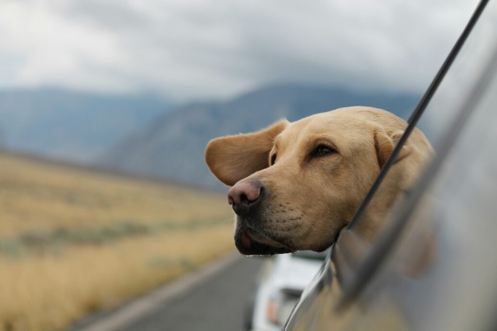 Labrador Retriever inside car (traveling)