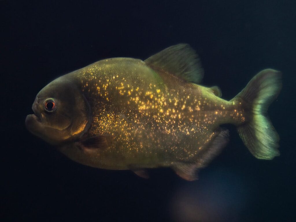 Golden Piranha Swimming in Dark Aquarium Waters