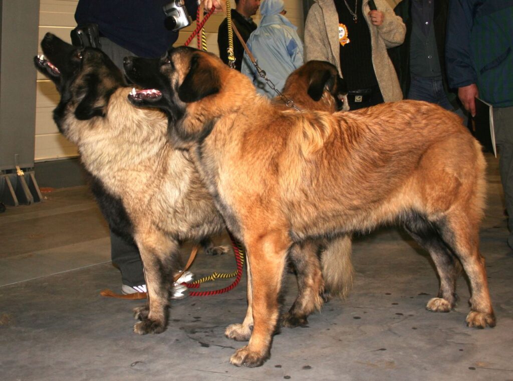 Estrela mountain dog