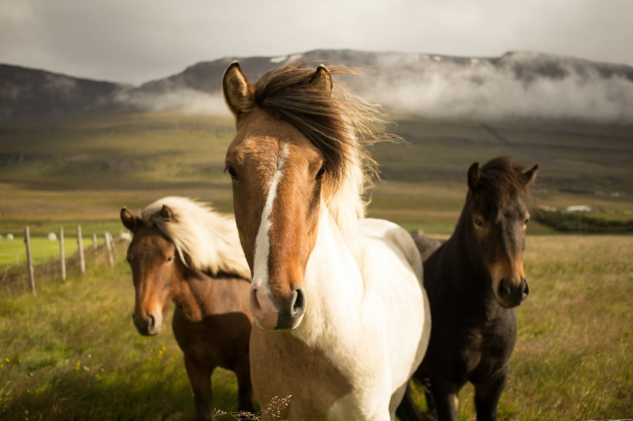 Discover 14 fascinating horse superstitions from around the world, from lucky horseshoes to ghostly steeds, in this engaging read!