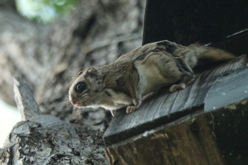 Flying Squirrel