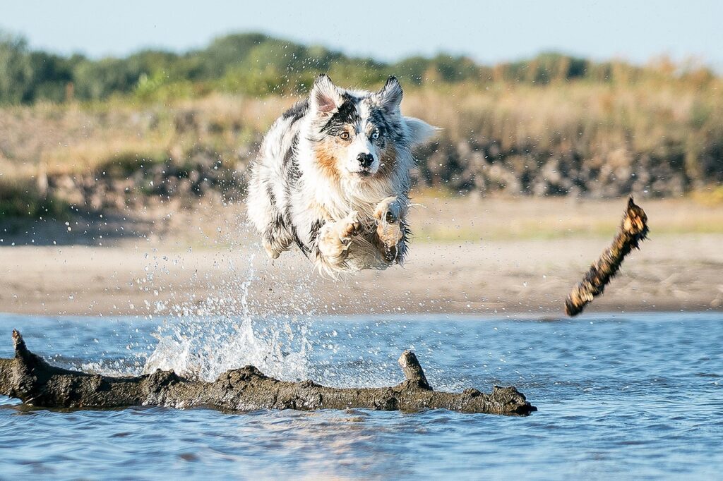 An Australian Shepherd