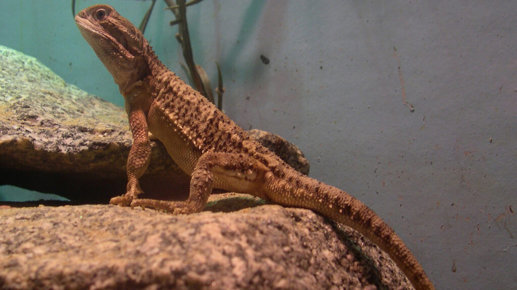A Rankin's Dragon