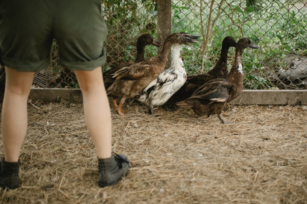 Ducks at farm