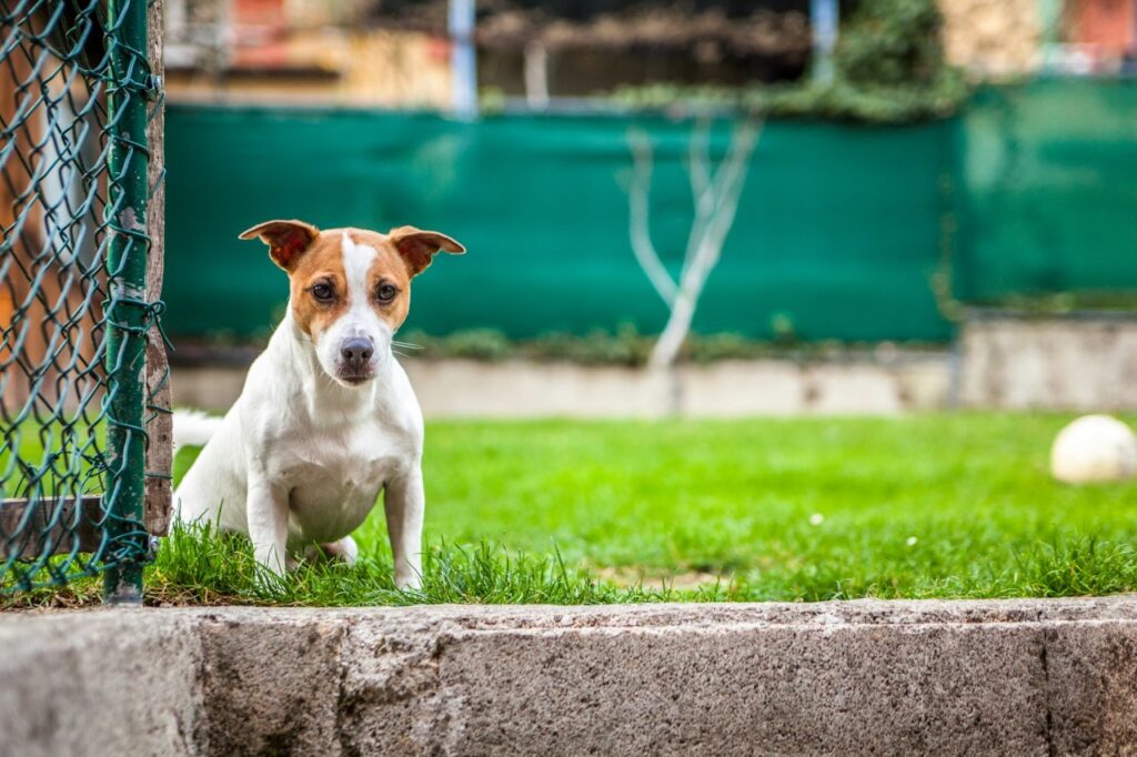 Jack Russell Terrier