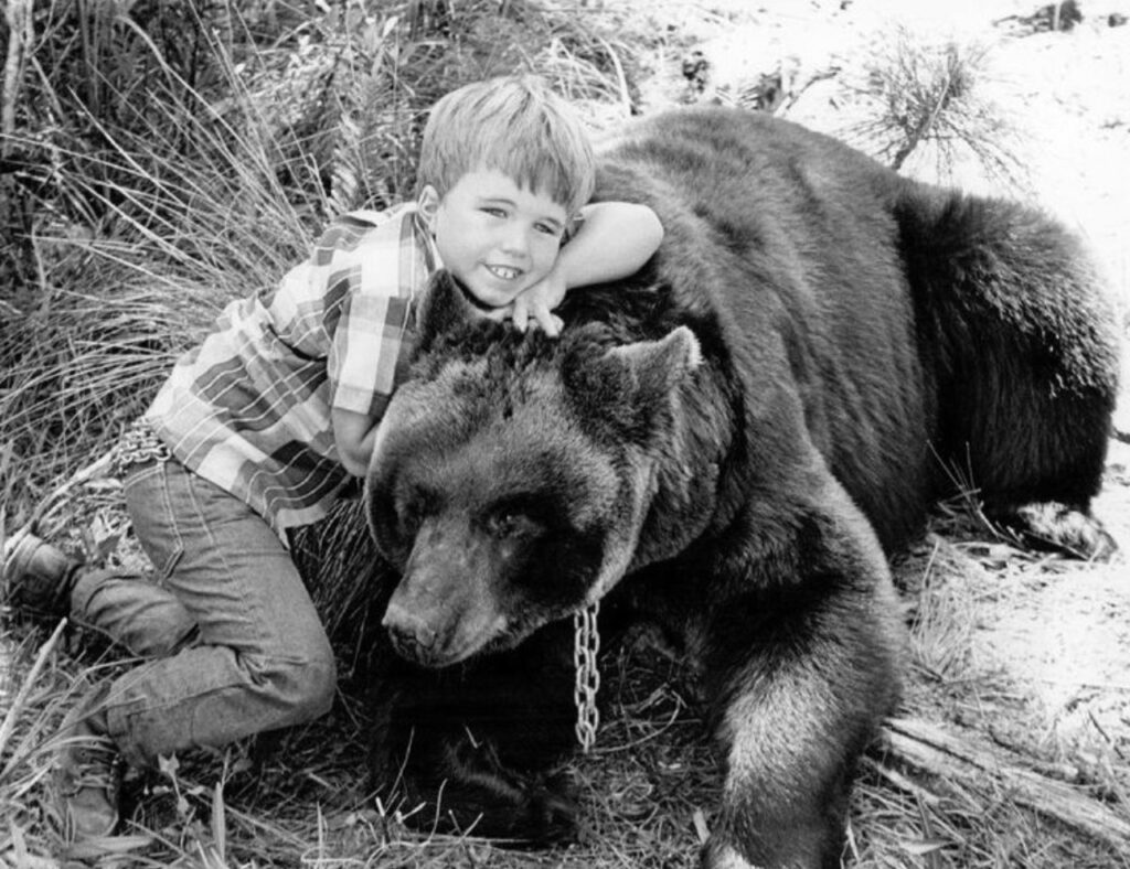 Bruno the Bear: The Star of Gentle Ben
