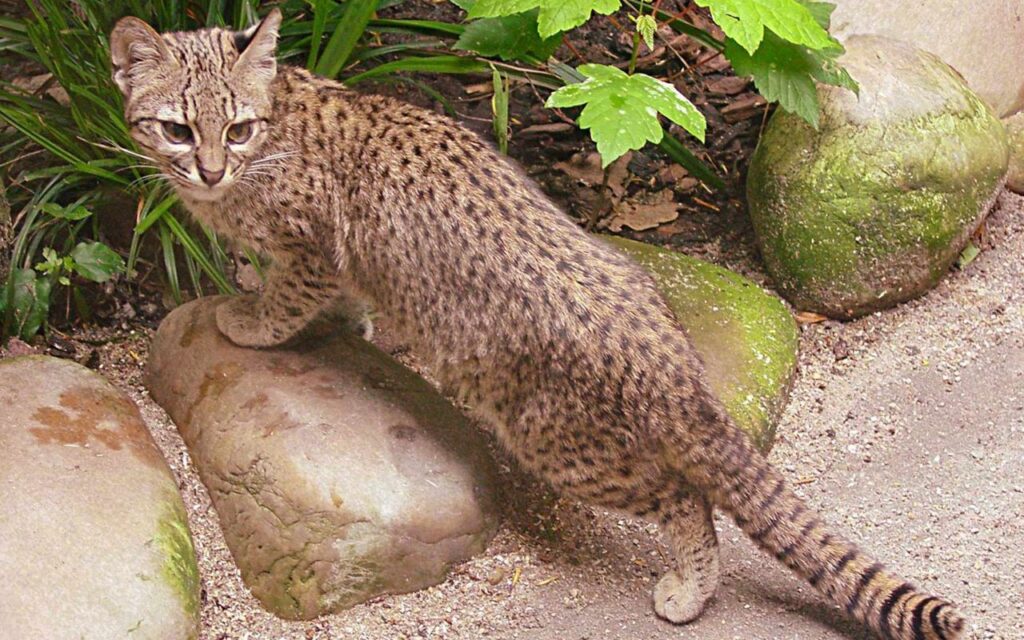Geoffroy’s cat with a spotted coat standing on rocks in a natural setting.