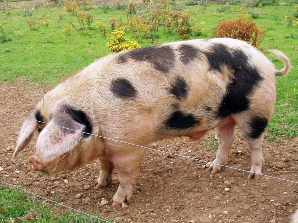 Gloucestershire Old Spots Pig