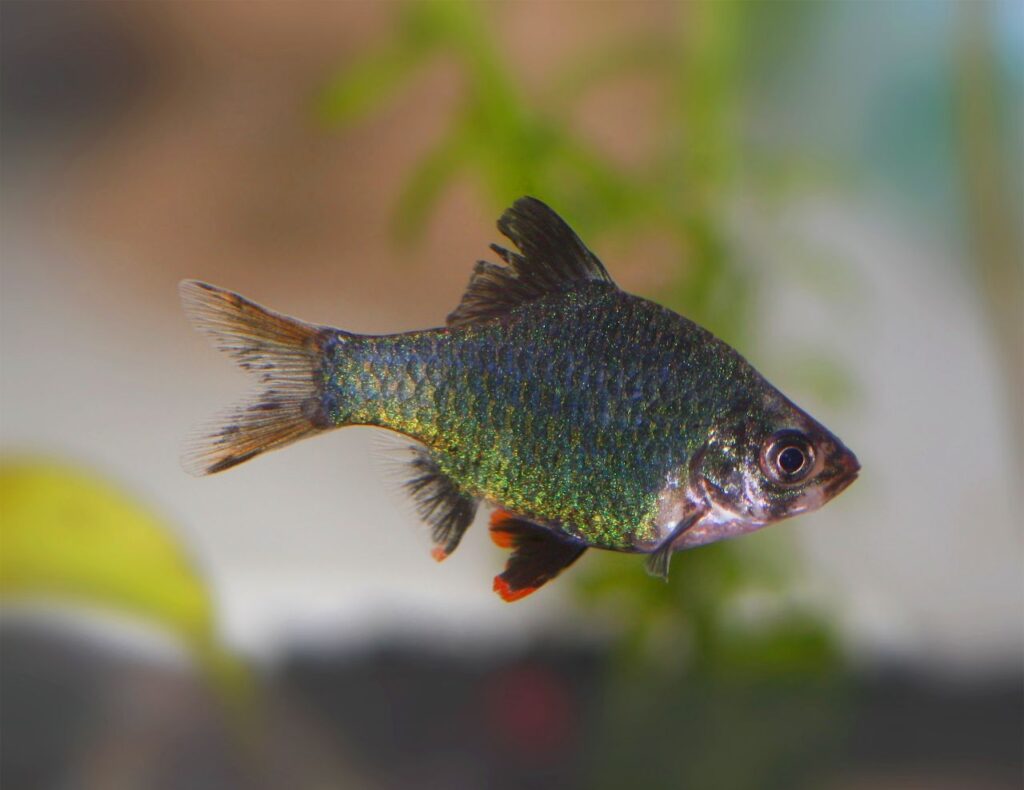 Green_tiger_barb