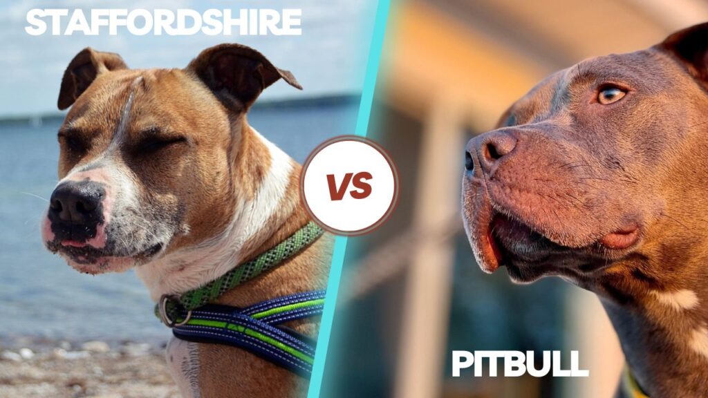 Staffordshire vs pitbull