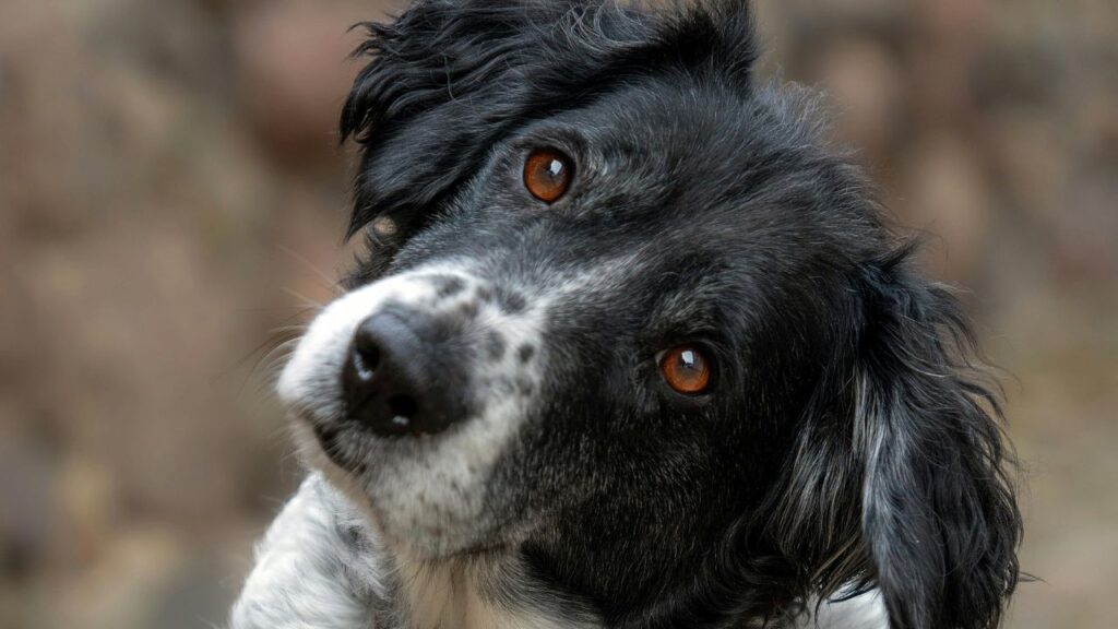 Dog tilting his head