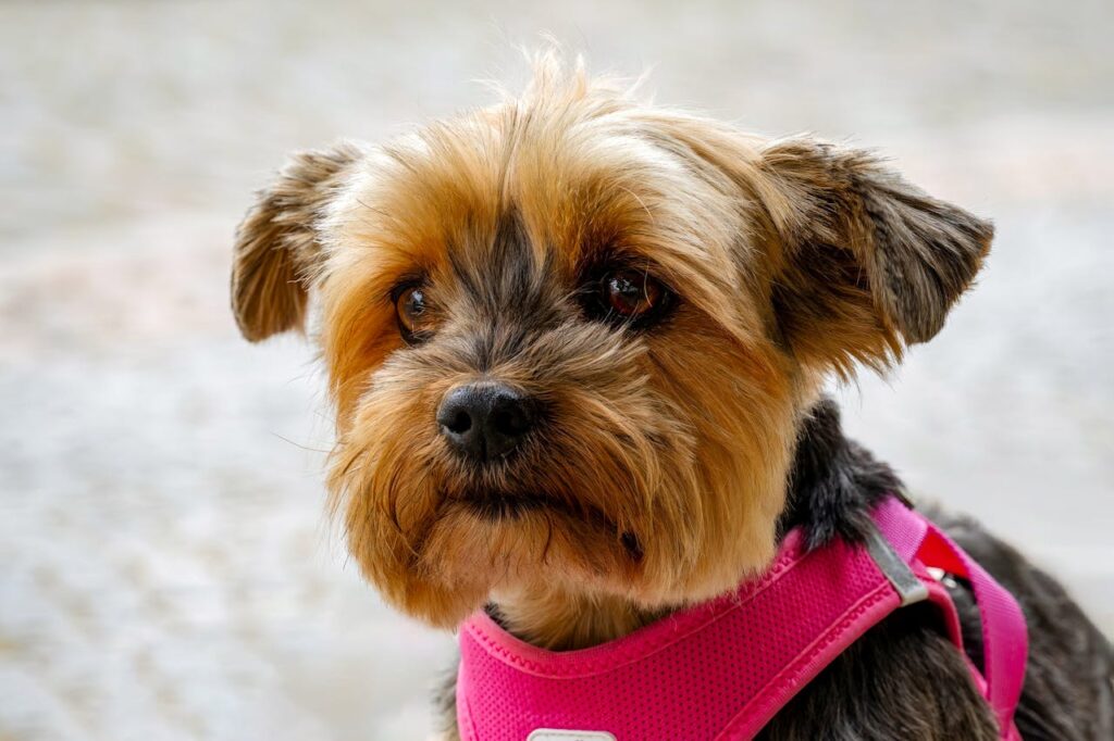 Yorkshire Terrier