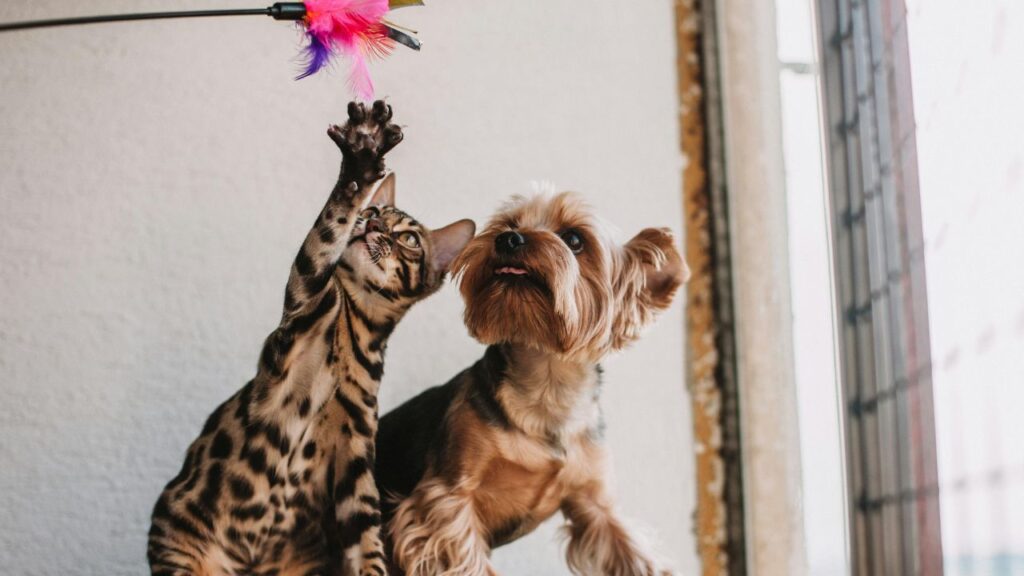 feat