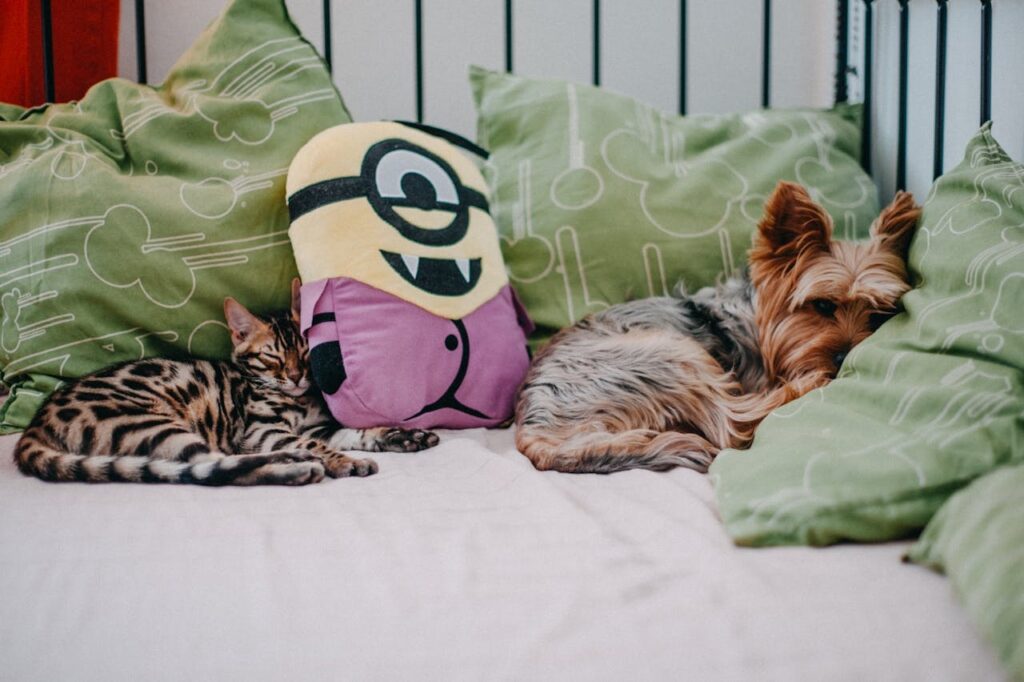 Cat and dog sleeping