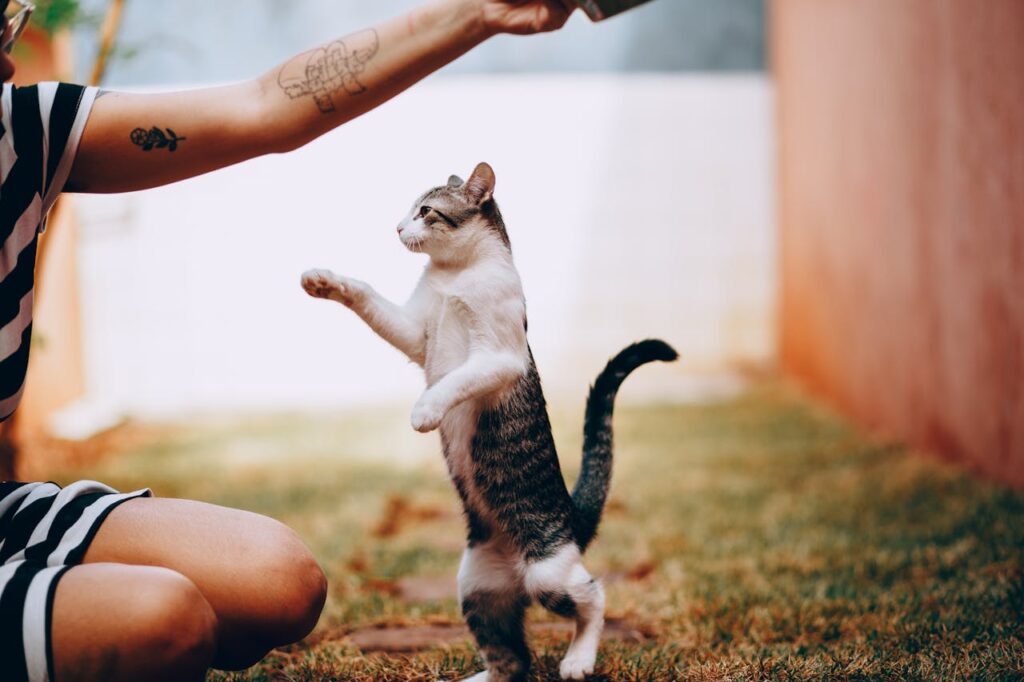 Woman Playing with cat