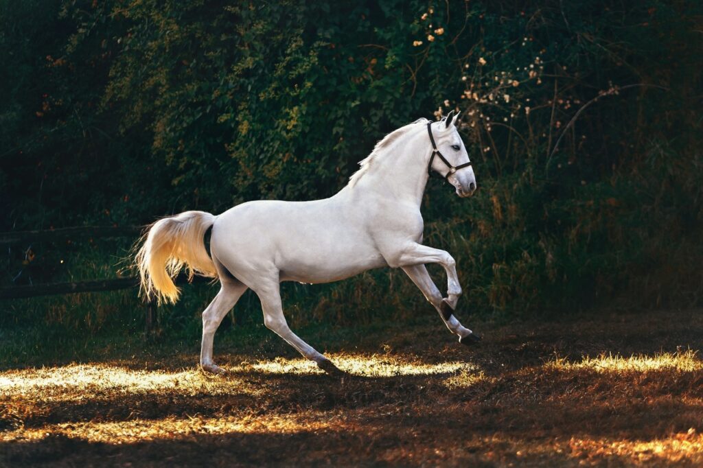 Andalusian Horse