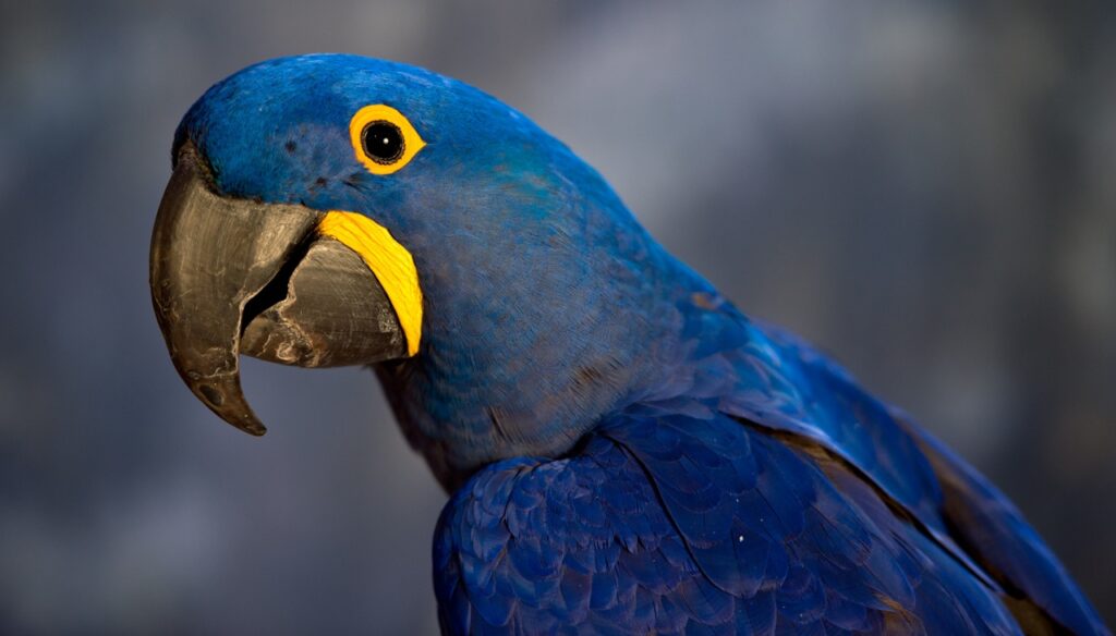 Hyacinth Macaw
