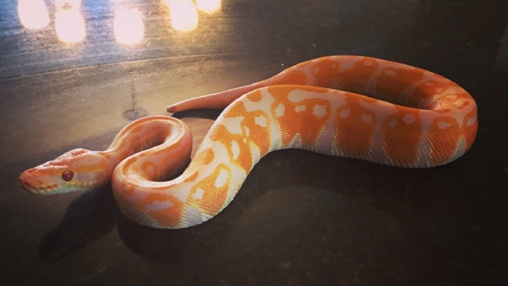 lavender albino ball python